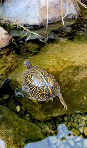 173K views · 10K reactions | Box Turtles Are NOT Tortoises!  | Garden State Tortoise | Facebook