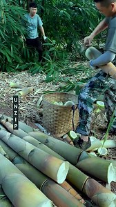 Very Long Bamboo Shoot Cutting Satisfying 🎋✨ | Amazing Cutting