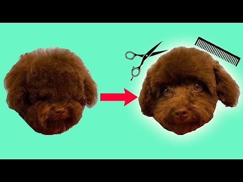 Dog Face Trim (Grooming a Toy Poodle)