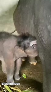 Cute elephant little 🥰 | Story Unlocker 43