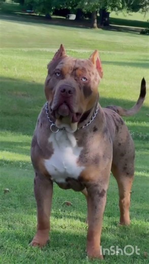 #rottweiler #pitbull #americanbully #dogbreed #pets #dog #mostdanger #dogblover #facts #animals