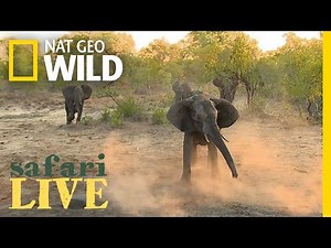 Elephants vs. Wild Dogs: Who Takes the Prize in This Water Battle? | Nat Geo Wild