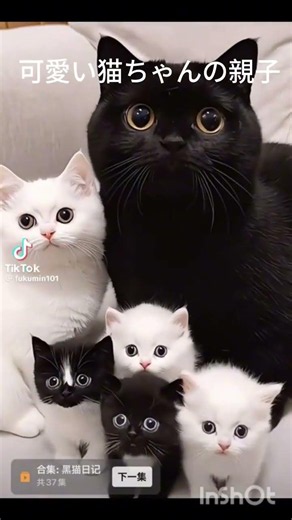 可愛い猫ちゃんの親子です。 #好きな子猫