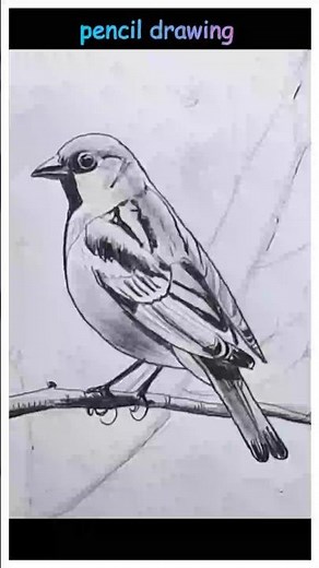 15 Mart 202How to Draw a Bird on a Branch | Easy Pencil Sketch Step by Step for Beginners