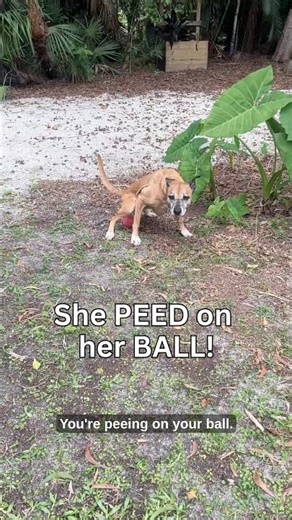 🐶 Did She Pee on Her Ball?! 😂 Minnie’s Weirdest Moment