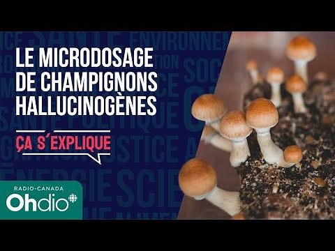 Le microdosage de champignons hallucinogènes | Ça s'explique | Balado | RC OHdio