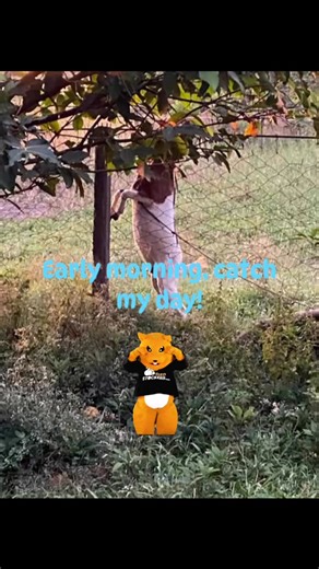 #The Standing Goat A goat stood still upon the field,strong, calm, unmoved by passing winds". I paused, and my heart grew quiet.In its stillness, I saw meaning,that sometimes, to stand is to trust;to wait is to believe;to look beyond is to hope. The Creator’s hand shaped even this creature,and through it, He whispered to me:Stand firm, My child.Be steadfast in the plans I’ve placed in your heart.For My joy rests not in motion,but in the faith that waits.” And as the goat remained unmoving,I felt