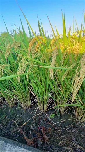 Bích vân 83 (@bich.van.1978) 的影片使用了 nhạc nền - Miền Tây Dân Dã 🌾🍀🌿