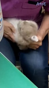 4K views · 30 reactions | Rabbits also cry | Cat House | Facebook