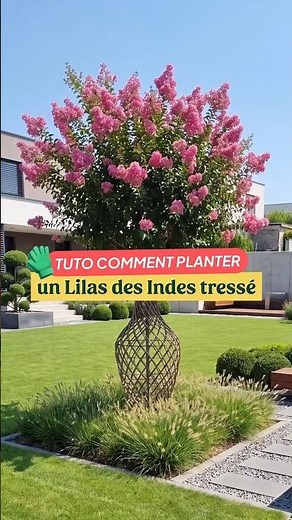 TUTORIAL - How to plant a braided crape myrtle? 🌸🪏
