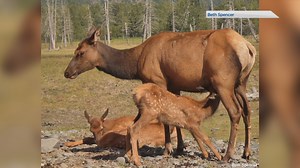 Staying safe during elk calving season in Alberta