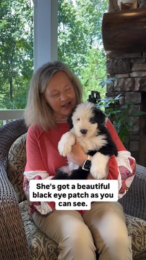 rehoming Old English Sheepdog puppies in Washington, DC | Rose Marie Old English Sheepdog
