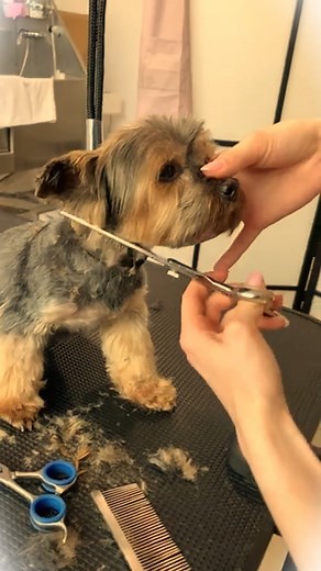 How to trim Yorkie face? (Dog grooming) #reels #viral #yorkies #doggrooming | Pet Lovers