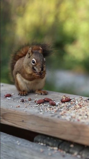 Cute Squirrel Eating Nuts 🐿️ | Adorable Wildlife Moment