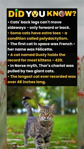 cats back legs don’t move...