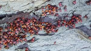 Colony of Pyrrhocoris apterus, Red Soldier Striped Beetle, Firebug, Spilostethus Pandurus, View macro insect in wildlife. Milkweed bugs crawling in a tree bark.