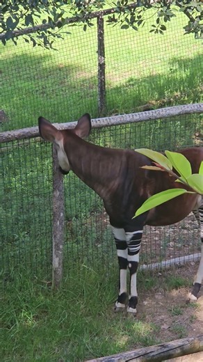 The Ghost of the Forest: Rare Okapi Sighting 2025 🦓🌳