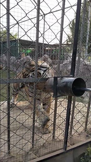 Tiger Vs Chicken: Watch What Happens in This Cage! 🐯🍗