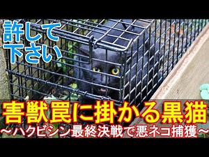 害獣罠に掛かる黒猫～悪事を働いたネコがハクビシン最終決戦で捕獲される～