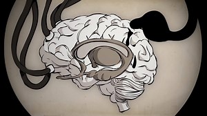 Addiction can trick the brain into thinking that the substance is more important than basic survival needs. Learn about the science of addiction by watching our animated series. | Addiction Policy Forum