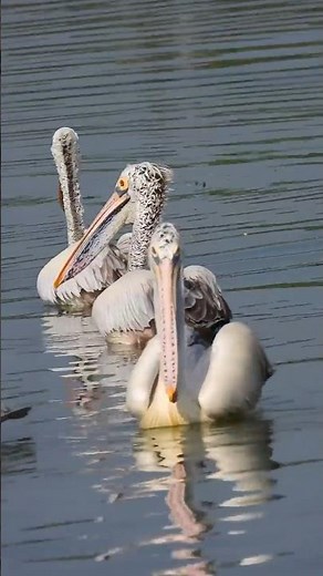 Amazing Pelicans Gliding Gracefully Across the Water | Beautiful Bird Nature Video