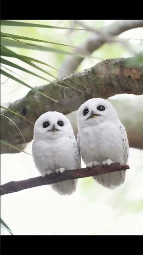 Cutest Baby Owls Ever ❤️🦉#wildlife #nature #naturelovers #animals #birds #owl