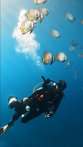 Underwater exploration is truly an unexpected journey 💙 #beyondtheexpected #aqualungdivers | Aqualung