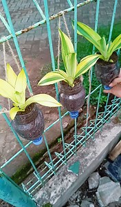 Recycle plastic bottles into plant pots on the fence👌🌱🌱 | Sofia Tanhis