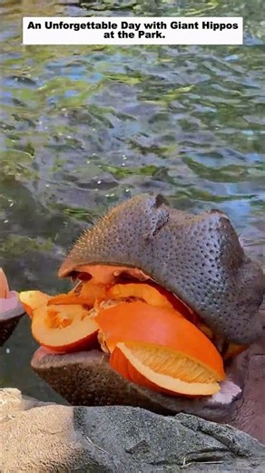 An Unforgettable Day with Giant Hippos at the Park.