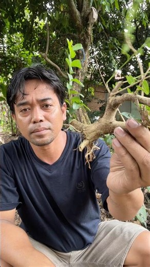Bonsai trunk splitting tutorial #bonsai #stem splitting