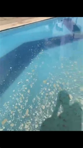 Facility Piscinas on Instagram: "🚫 PROIBIDO: Entrar na água com protetor solar, bronzeadores ou cremes corporais sem o uso prévio da ducha. ⚠️ AVISO: Se o comportamento dos usuários não mudar, as interdições serão cada vez mais frequentes. A culpa da piscina estar fechada hoje não é da manutenção, é de quem ignora as regras de higiene. Seja o exemplo e conscientize seu vizinho."