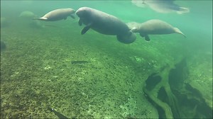 45K views · 930 reactions | You asked - we answered! Do manatees make sounds? Yes! They make high pitched squeaks, chirps and squeals! Watch this short video to hear them talk! | Save the Manatee Club | Facebook