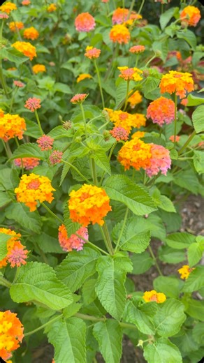 P. Allen Smith | Good morning! Easy and reliable plants make ‘painting’ with them in the garden more satisfying. I’ll use most anything to achieve the... | Instagram