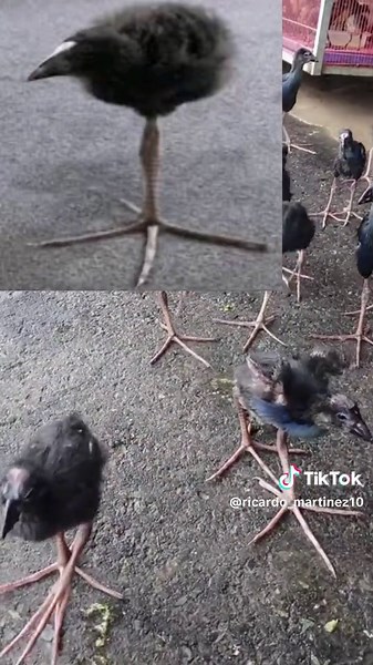 Hilarious Dancing Bird Memes Compilation