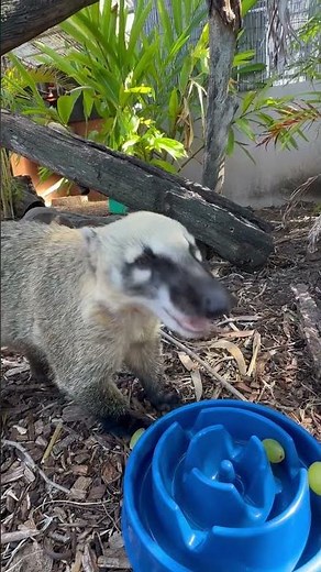 Snack time with the Coatis!