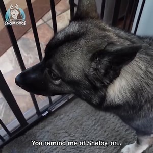 Eleanor the Husky Was a Bad Dog! 🤣🐾 | Snow Dogs Vlogs