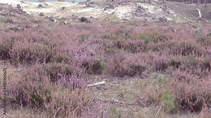 Beautiful heather blowing in the wind in field covered in thin layer of snow.