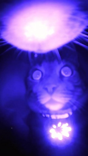 Gonzo the Cat: Adventures from Outer Space