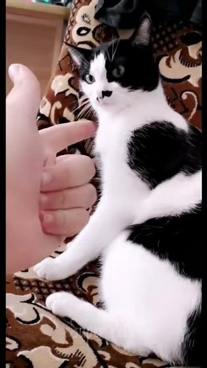 Cat reaction to middle finger 🐈😹