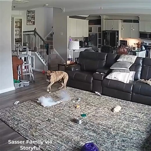 660K views · 3.2K reactions | DOG STARTS FIRE: A fire chief shared this video from his house as a warning after his dog started a fire by chewing on a battery. DETAILS ⬇️ https://fox8.com/news/dog-starts-house-fire-chewing-on-lithium-ion-battery/ | Fox 8 News | Facebook