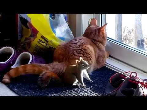 A House Cat Teaches His Squirrel Friend How to Hunt Birds