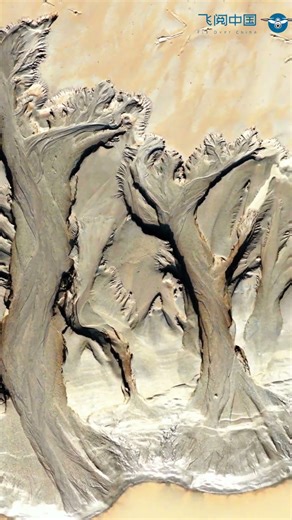 FlyOverChina | Amazing "tidal tree" observed along the Yangtze River