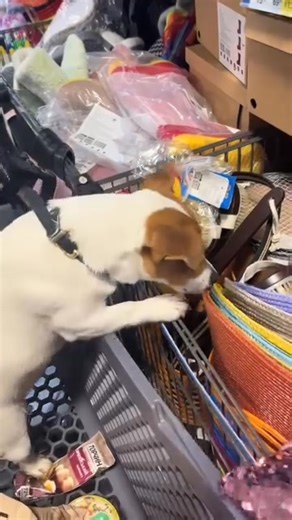 ❤️ tag your friends ❤️ who loves 🐶 Jack Russell Terrier#doglife #dogoftheday #jackrusselllove #doglover #terrier #jackrussellpuppy #doglovers | I Love My Jack Russell