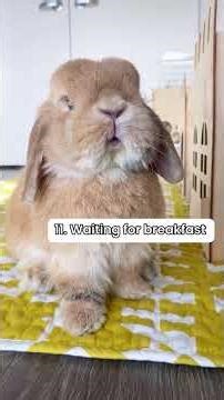 Bunny Behaviours #bunny #rabbit #pet #petcare #petvideos #mybunny