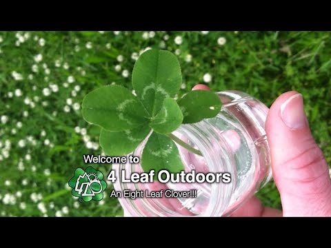 8 LEAF CLOVER!!! Amazing!
