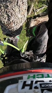 Robert tree cutting service 🌲 unwanted trees cutting service available #roberttreecuttingservice #robert_climber #reels2023 #viralreels #homeservices #trendingreels #treelife #reels #chainsaw #tree | Robert Climber