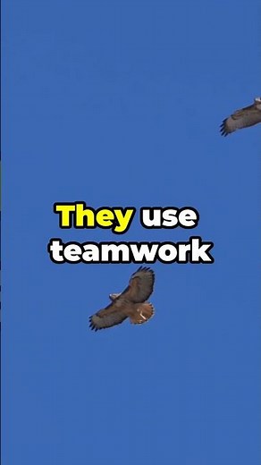 Amazing Facts About Hawks: Masters of the Sky