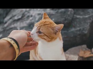 How Do Cats Show Affection and Love to its their Owners? 10 Adorable Ways! 😻