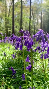 2.8K views · 32 reactions | A moment of bluebell bliss  Did you know that over 50% of the world's bluebells are found right here in the UK? We love how the carpet the ground throughout spring with their wonderful blue hues and calming tones. Time to get outside and enjoy the best of British springtime. | Freddie's Flowers | Facebook