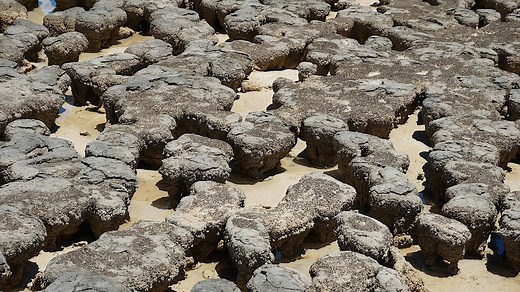 Stromatolite